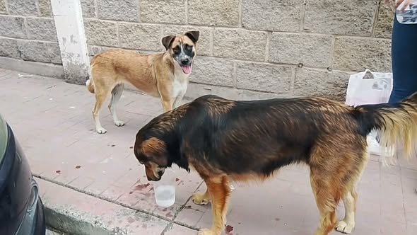 Foto del avistamiento de perro