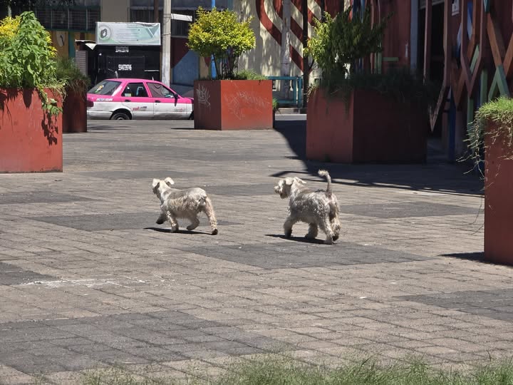 Foto del avistamiento de perro