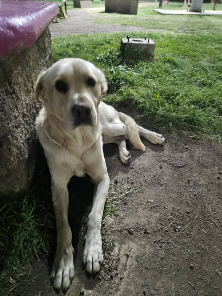 Foto del avistamiento de perro