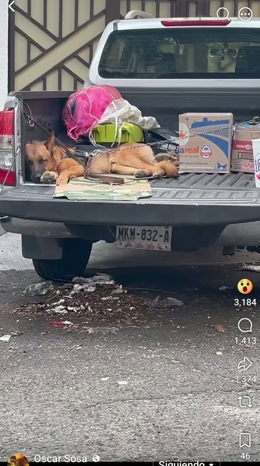Dog sighting photo