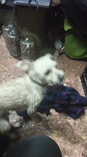 Dog sighting photo