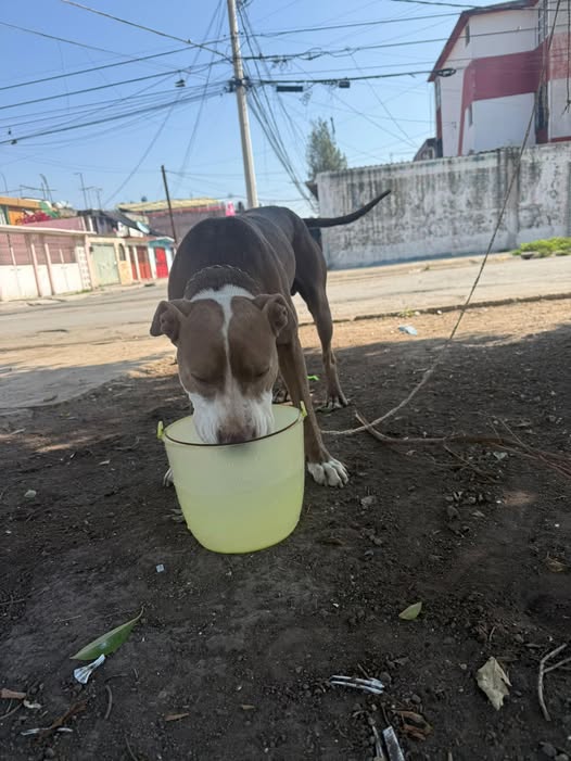 Dog sighting photo