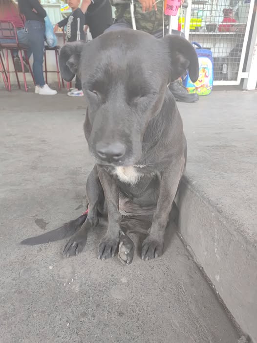 Dog sighting photo