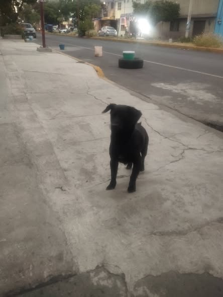 Foto del avistamiento de perro