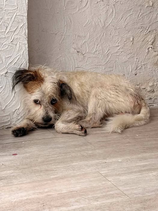 Foto del avistamiento de perro