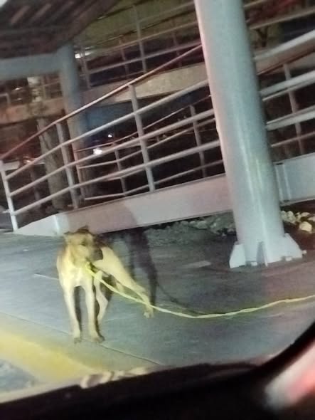 Foto del avistamiento de perro
