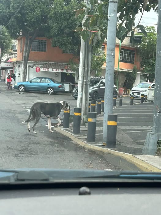 Dog sighting photo