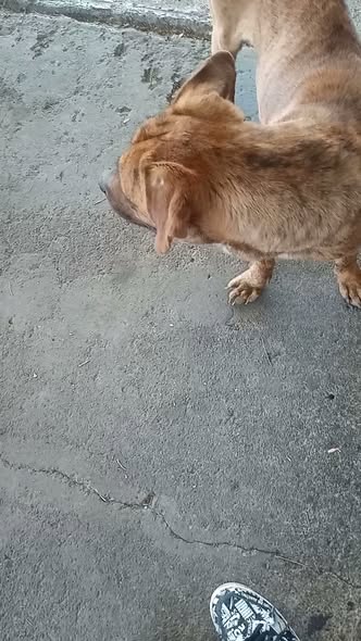 Foto del avistamiento de perro