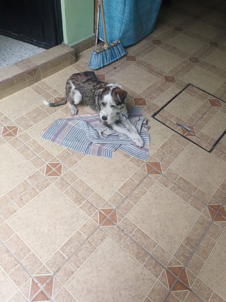 Dog sighting photo