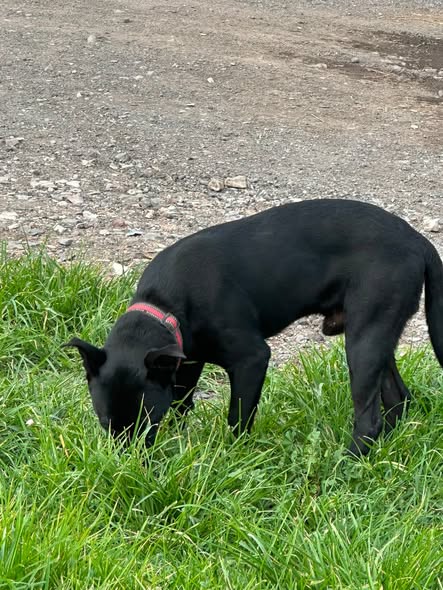 Foto del avistamiento de perro