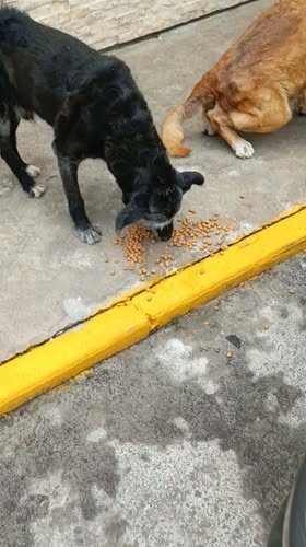 Foto del avistamiento de perro
