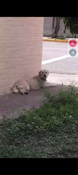 Foto del avistamiento de perro
