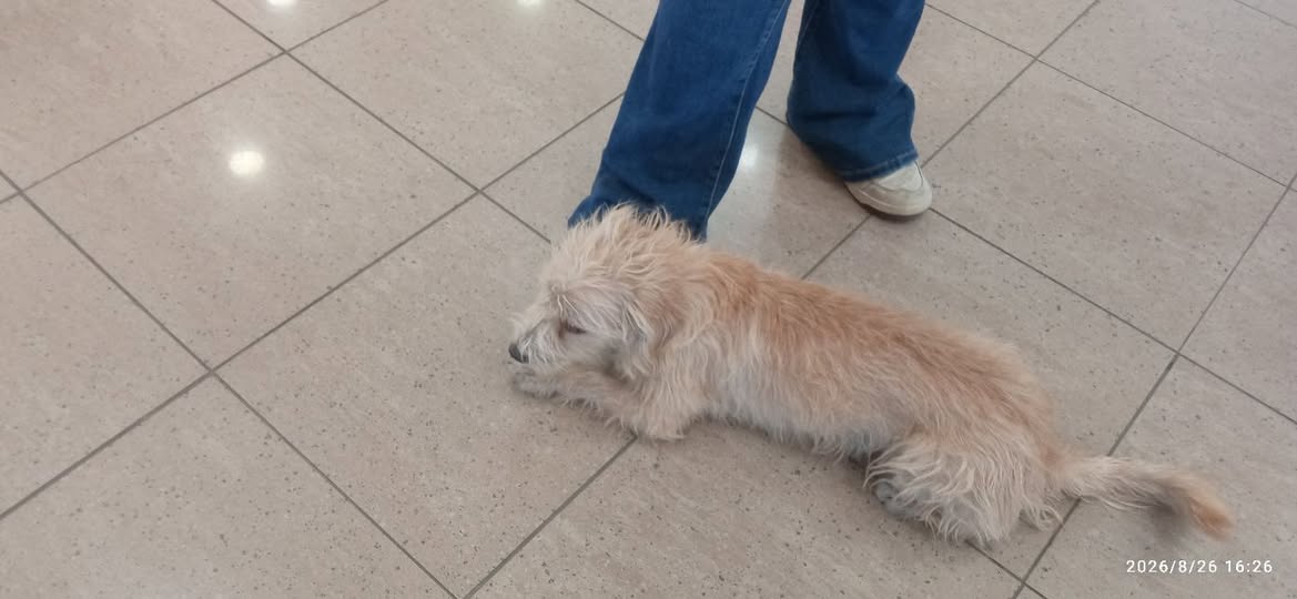 Foto del avistamiento de perro