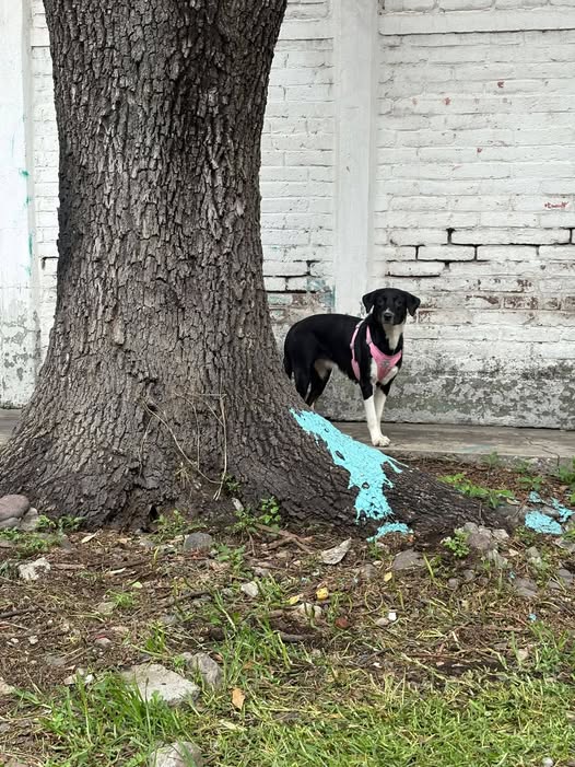 Foto del avistamiento de perro