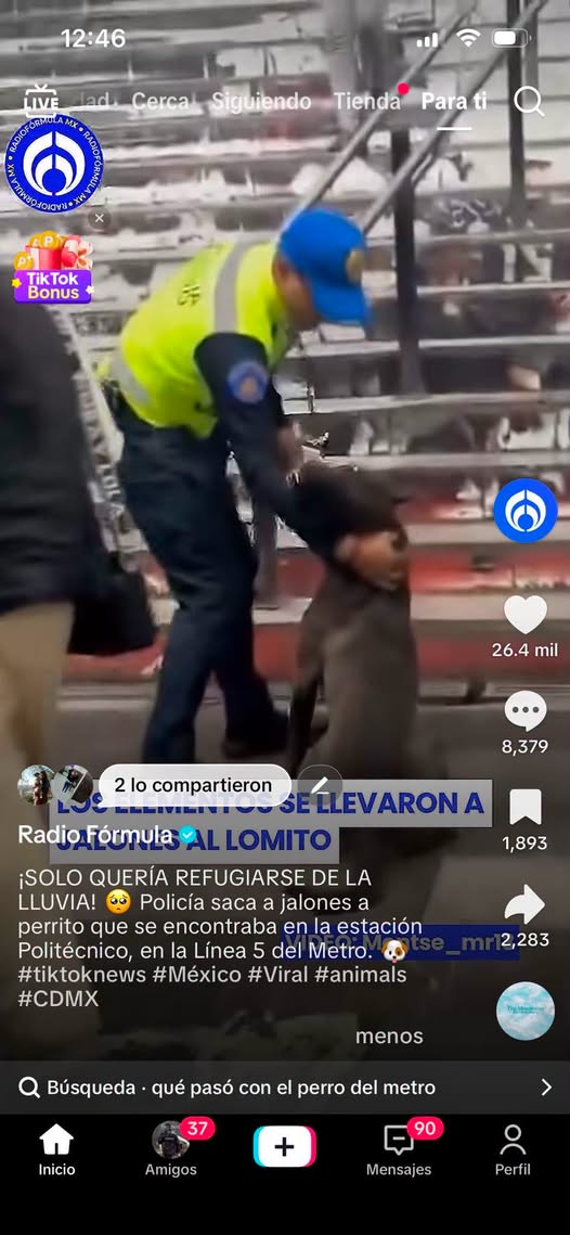 Foto del avistamiento de perro