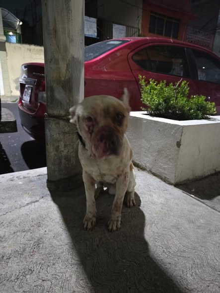 Foto del avistamiento de perro