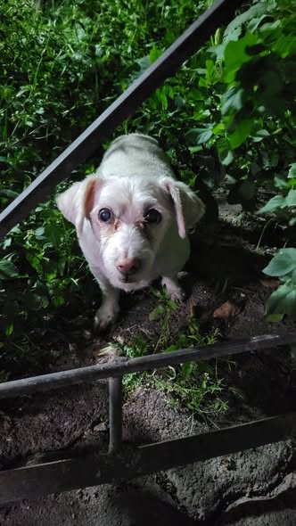 Foto del avistamiento de perro