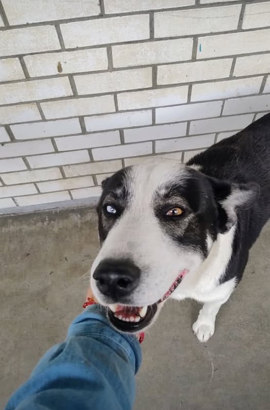 Foto del avistamiento de perro