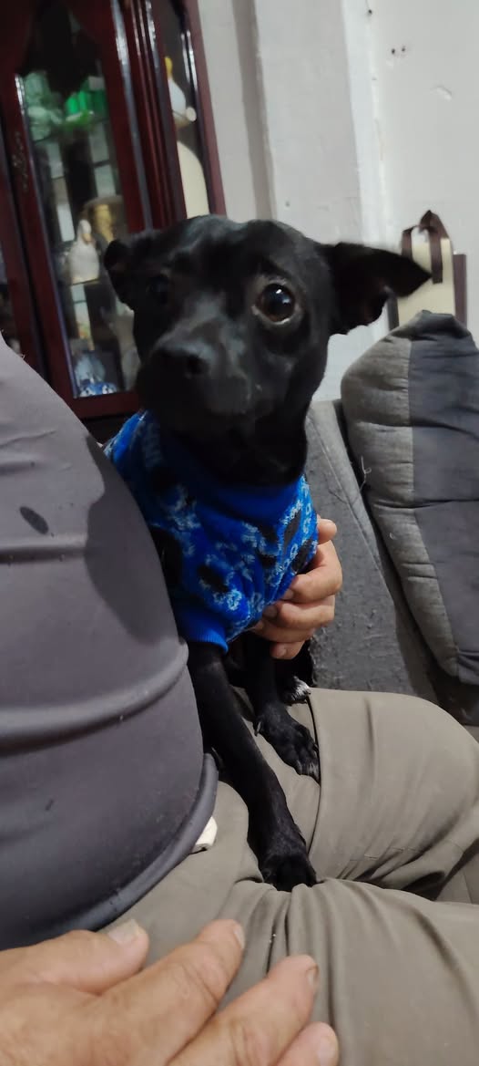 Foto del avistamiento de perro