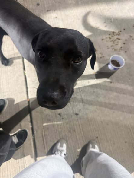 Dog sighting photo