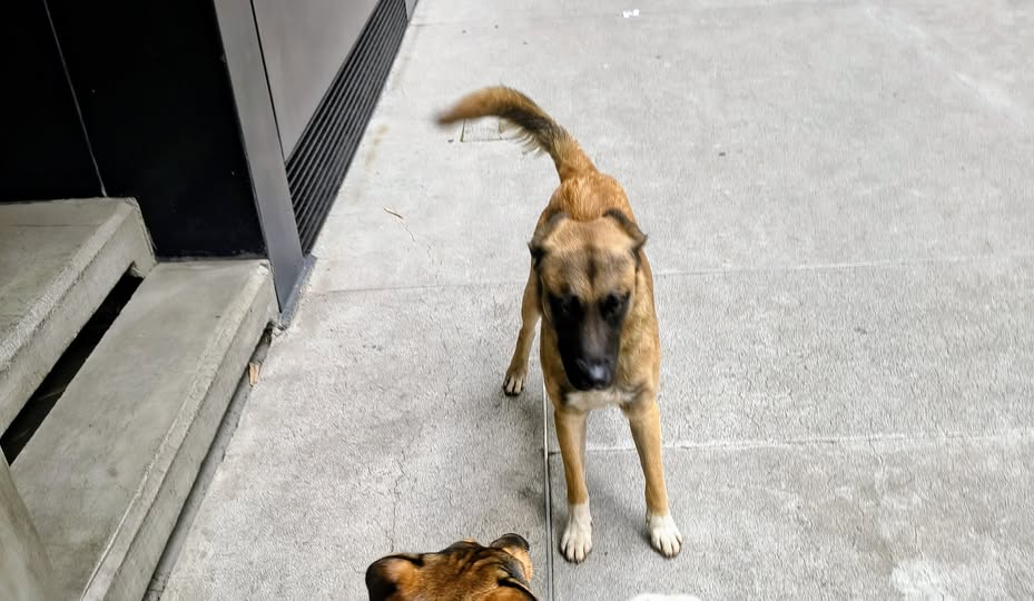 Foto del avistamiento de perro