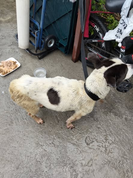 Dog sighting photo