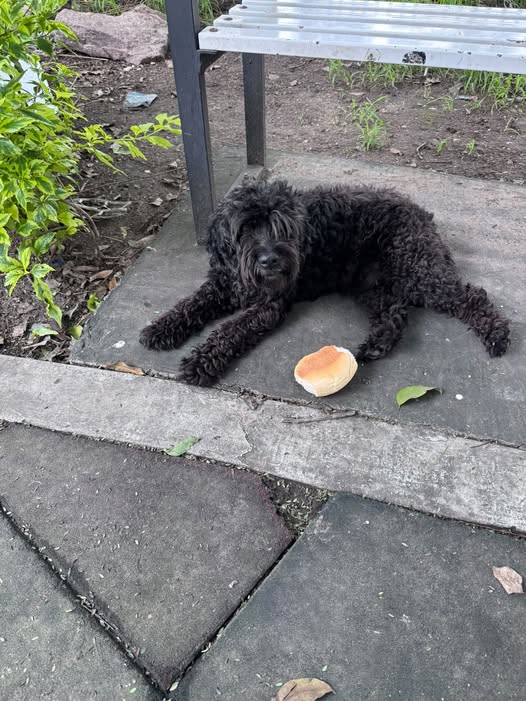 Dog sighting photo