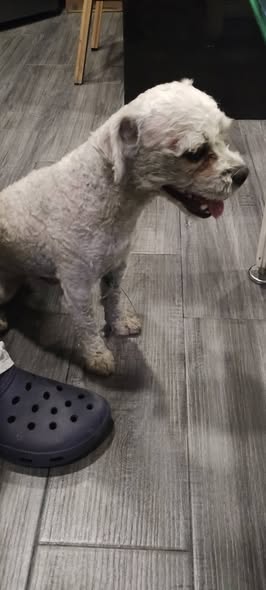 Dog sighting photo