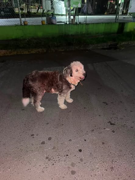 Dog sighting photo