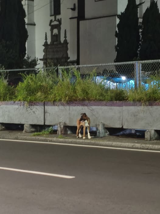 Foto del avistamiento de perro