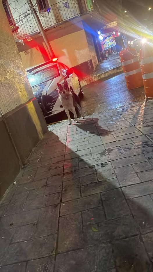 Dog sighting photo