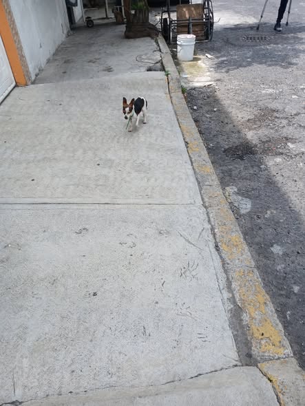 Foto del avistamiento de perro