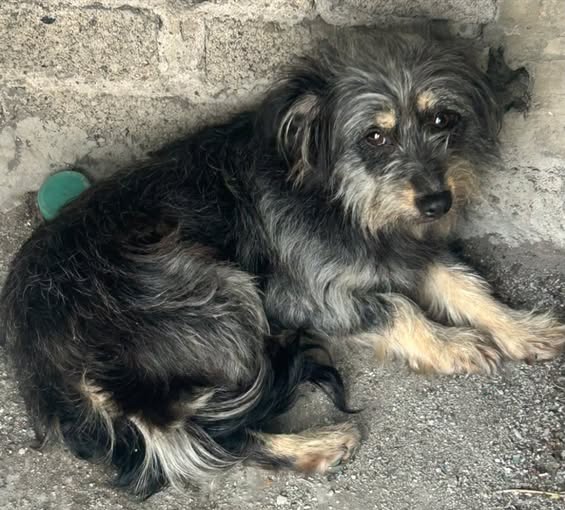 Dog sighting photo