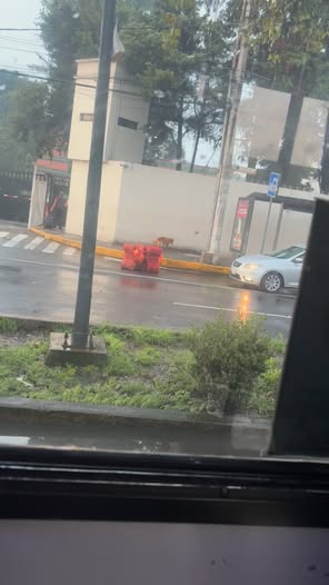 Foto del avistamiento de perro