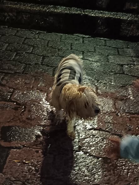 Dog sighting photo