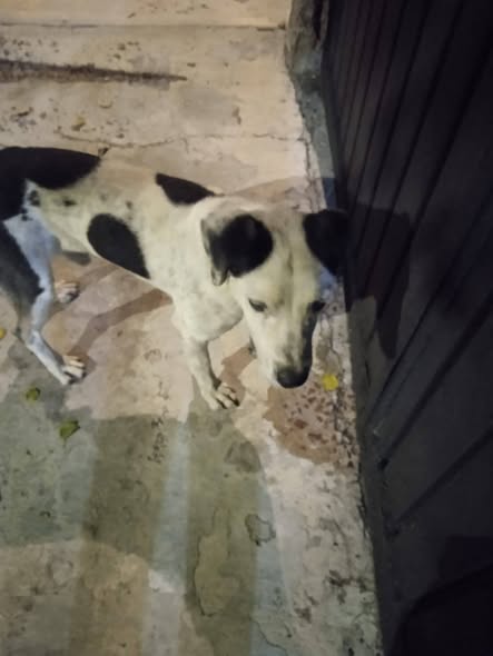 Dog sighting photo
