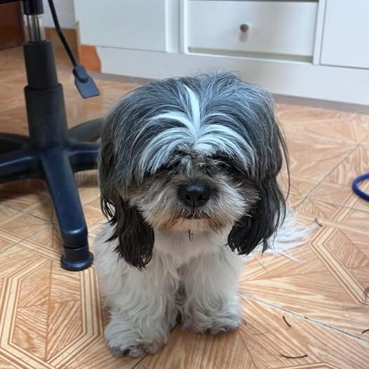 Foto del avistamiento de perro