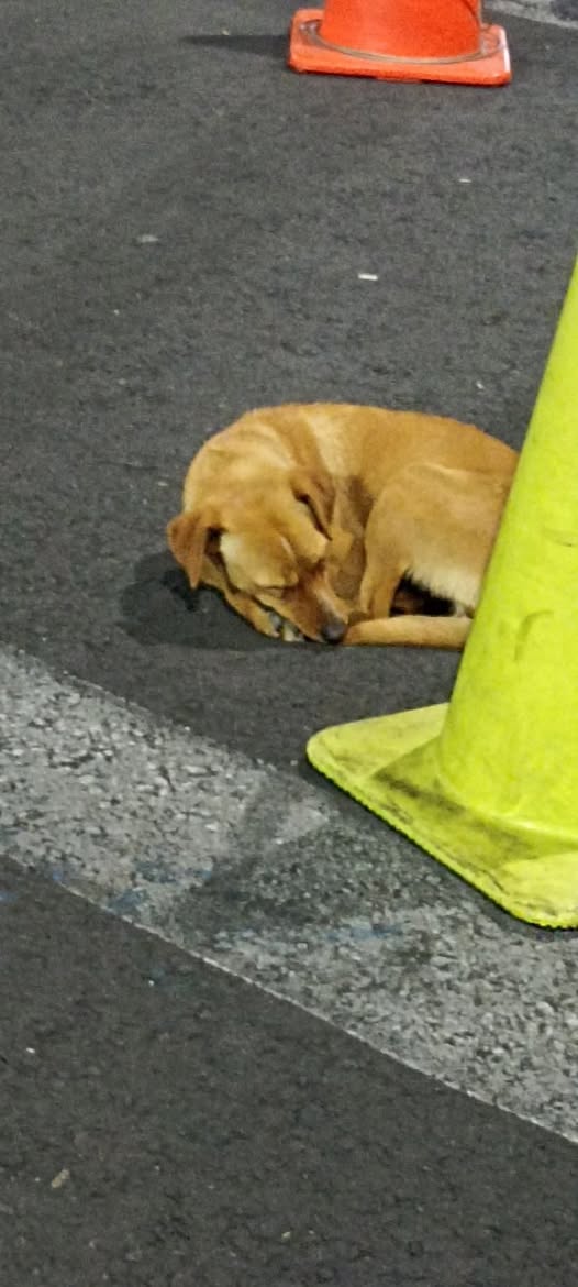 Foto del avistamiento de perro