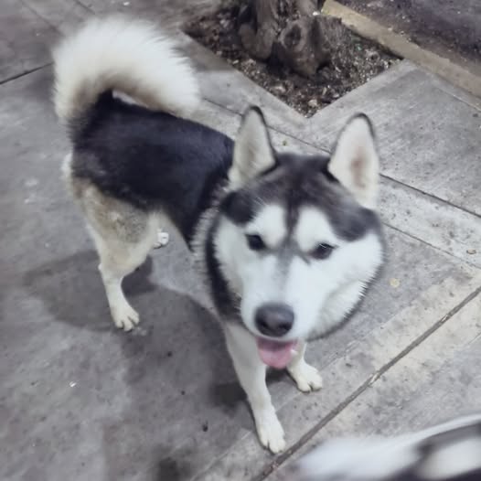Foto del avistamiento de perro