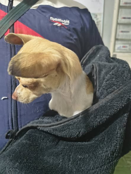 Foto del avistamiento de perro