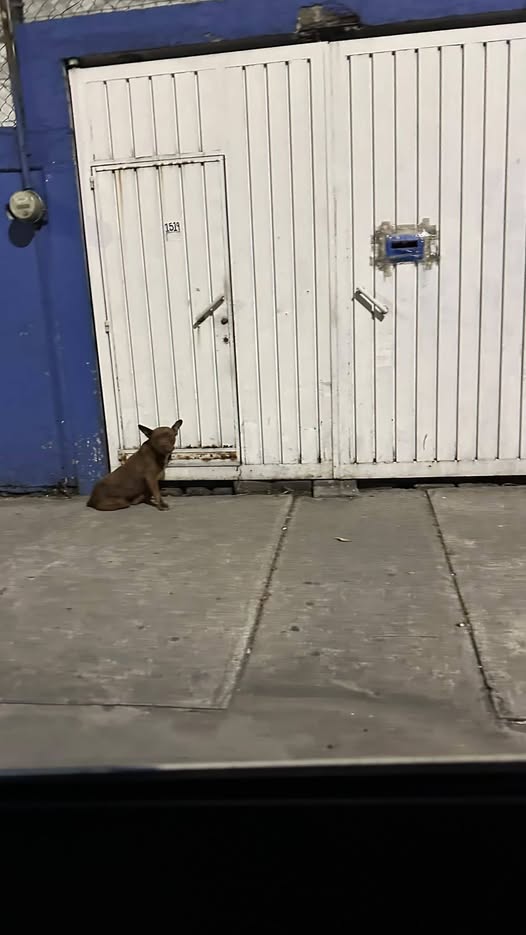Foto del avistamiento de perro
