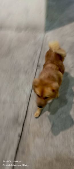 Foto del avistamiento de perro