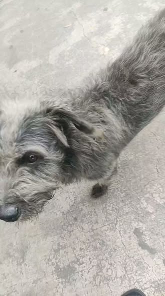Dog sighting photo