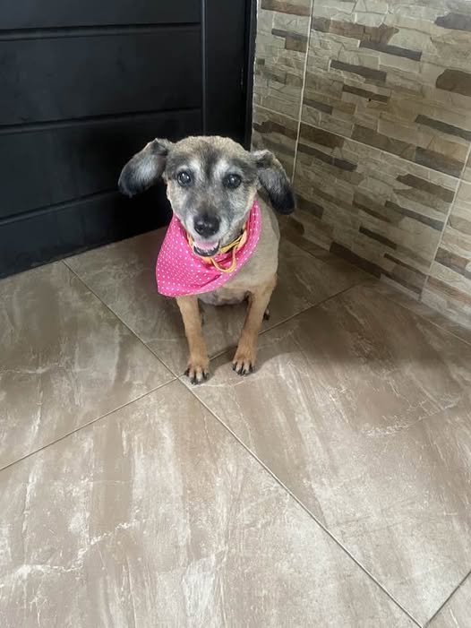 Dog sighting photo