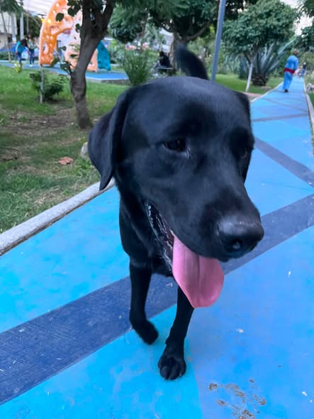 Foto del avistamiento de perro