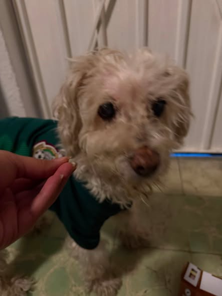 Foto del avistamiento de perro