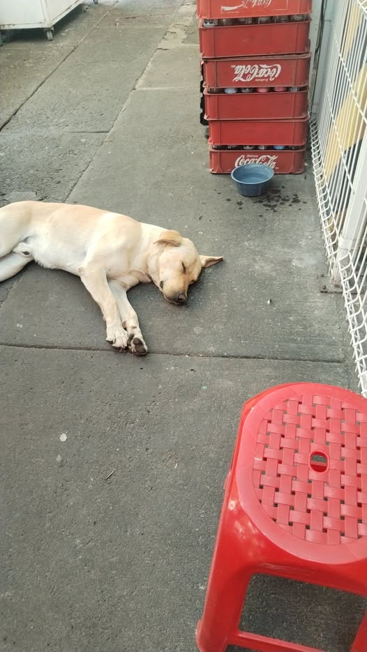 Foto del avistamiento de perro