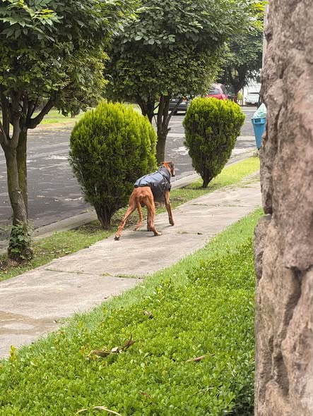Foto del avistamiento de perro