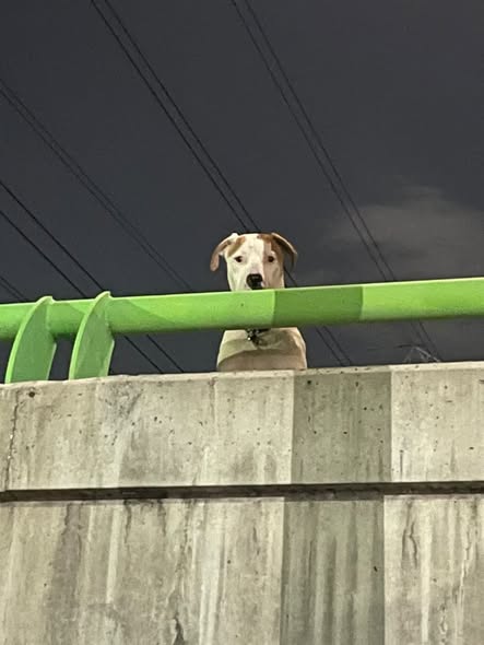 Dog sighting photo