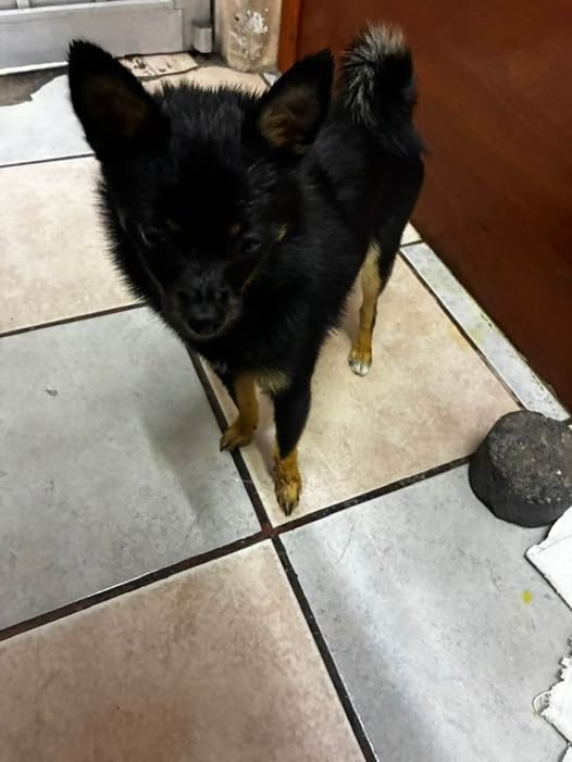 Foto del avistamiento de perro